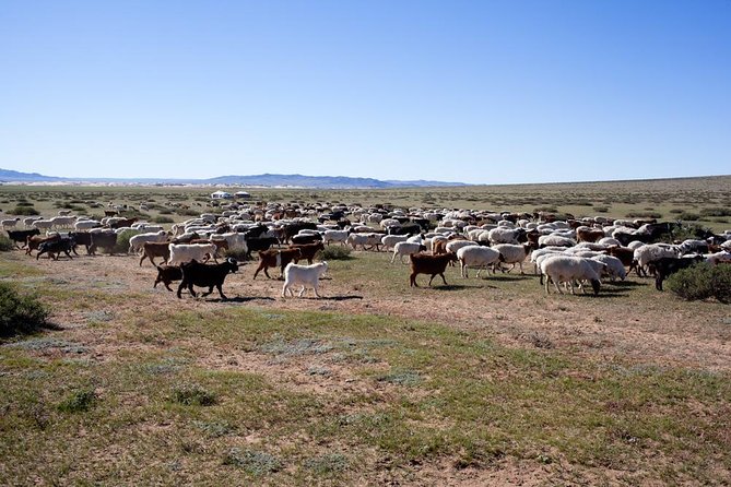 1 Day Coach Tour of Genghis Khan Statue Complex and Terelj National Park Including Lunch - Chinggis Khan Statue Complex: The 40-Meter Monument You Can’t Misread