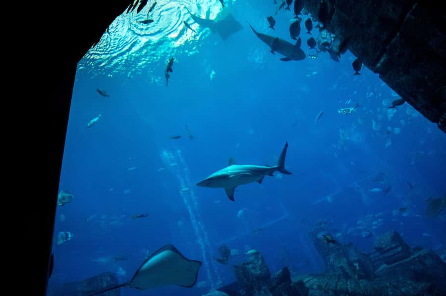 5-Day Pass: Hop-On Hop-Off, Lost World Aquarium, Dubai Frame - Desert Sunset Safari: the best non-bus moment in the package