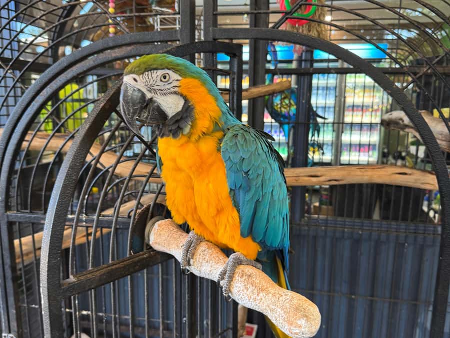 Airlie Beach: Sightseeing Bus Tour - A 4-Hour Half-Day That Fits Airlie Beach Life