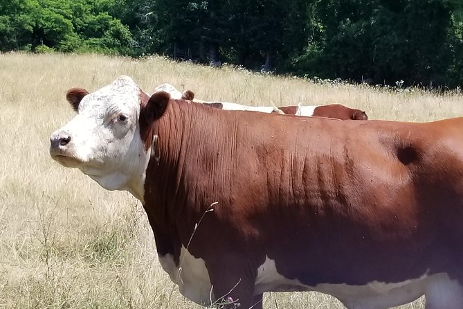 All Island Bus Tour - Entering the Vineyard: why this 3-hour overview works