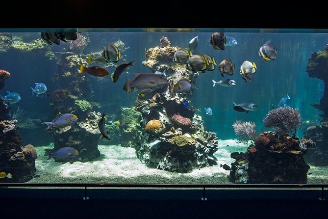 Aquarium Package in Nouméa's with Admission with Hop-on Hop-Off - Timing without rigid tour hours: when to arrive and how long to stay
