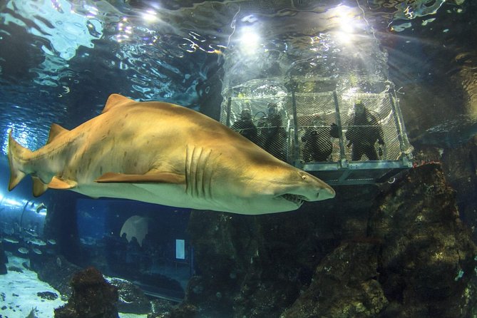 Barcelona City Tour Hop-On Hop-Off and Aquarium - What you actually get for the money: value in the combo ticket