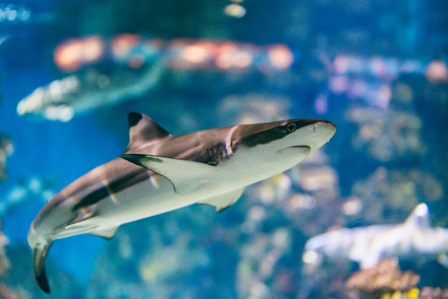 Barcelona: Hop-On Hop-Off Bus & Aquarium Tour - East Route (Green): Beach Energy to Gaudí Icons and Modernista Corners