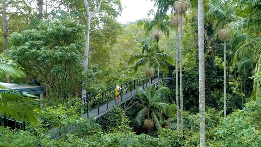 Brisbane: Daytime Glow Worm Caves Hop-on Hop-off Bus Tour - Brisbane to Scenic Rim Country: Smooth Transportation Without a Rental Car