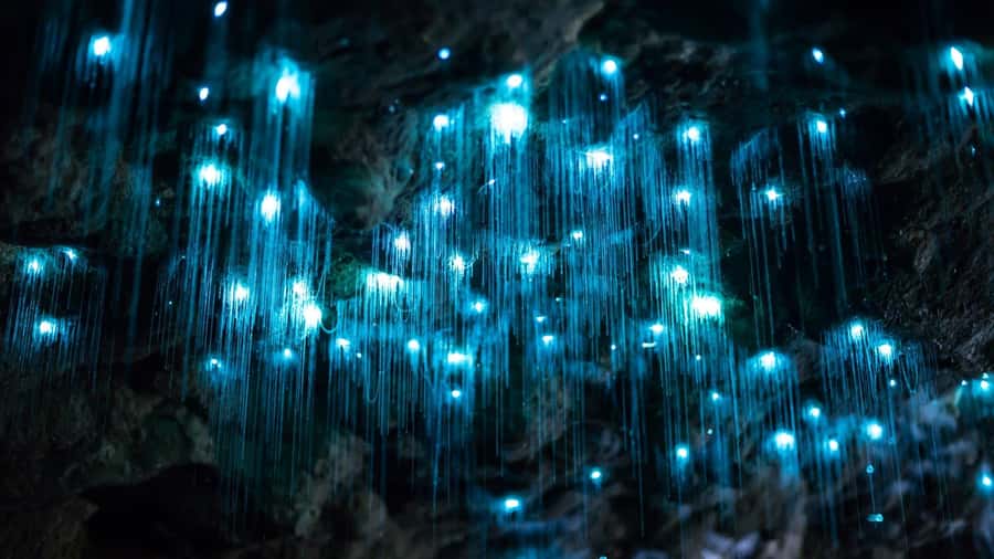 Brisbane: Daytime Glow Worm Caves Hop-on Hop-off Bus Tour - Glow Worm Caves in Daylight: Seeing Them Up Close the Right Way