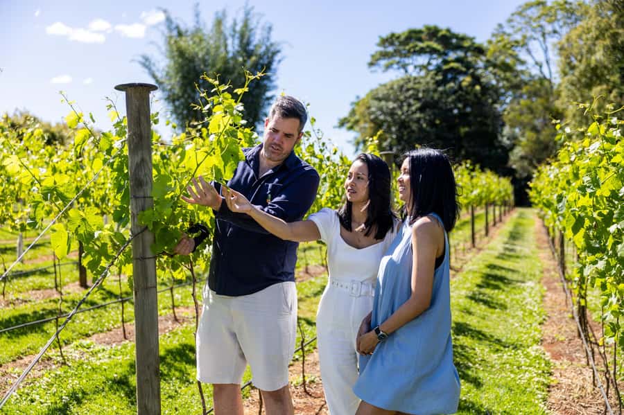 Brisbane: Wine Tasting - Hop on Hop off Tour to Mt Tamborine - Door-to-door from Brisbane: the part that makes this easy