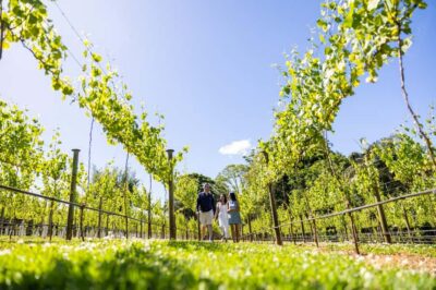 Brisbane: Wine Tasting - Hop on Hop off Tour to Mt Tamborine - Cedar Creek Estate Vineyard & Winery: start with structure, then choose