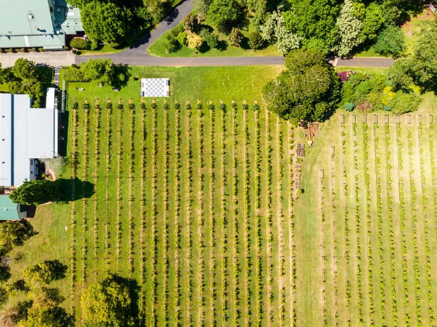 Brisbane: Wine Tasting - Hop on Hop off Tour to Mt Tamborine - Price and value: is $116 worth it?