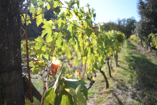 Brunello Vineyards Bus Tour - Second winery stop: variety in setting, not just in wine