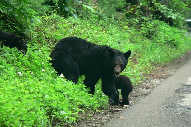 Cades Cove Sightseeing Bus Tour from Pigeon Forge - Cades Cove by bus: why this loop feels easier