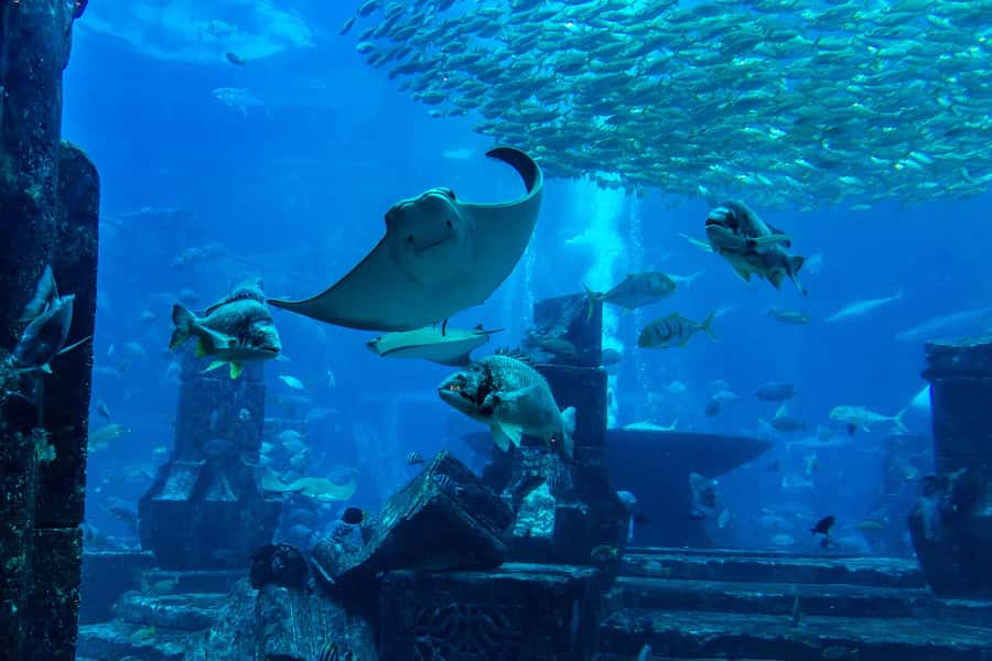 City Sightseeing Dubai HOHO Bus Tour, Aquaventure & More - Red Route: Old Dubai, creek side, and the Dubai Frame ticket plan