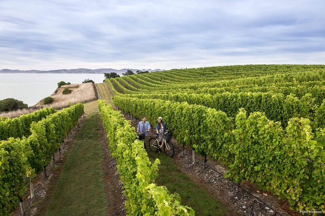 CRUISE SHIP DAY Marlborough Hop On Hop Off Wine Tours - Vineyard lunch and prestige wineries: where to spend your tasting minutes