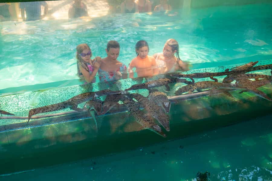 Darwin: Crocosaurus Cove Entry & Hop-on-Hop-Off Bus Tour - Darwin Big Bus hop-on hop-off: using 24 hours like a local