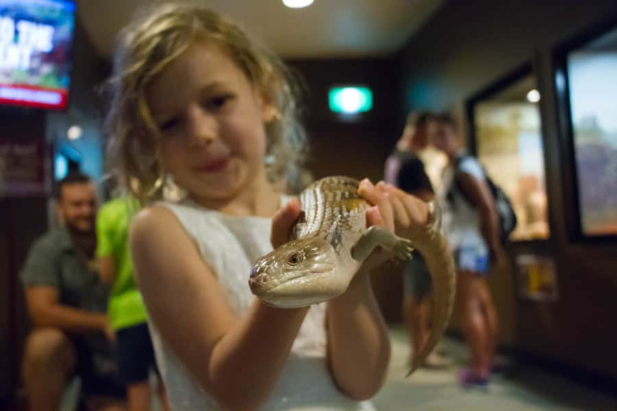 Darwin: Crocosaurus Cove Entry & Hop-on-Hop-Off Bus Tour - Who should book this Croc Explorer pass?