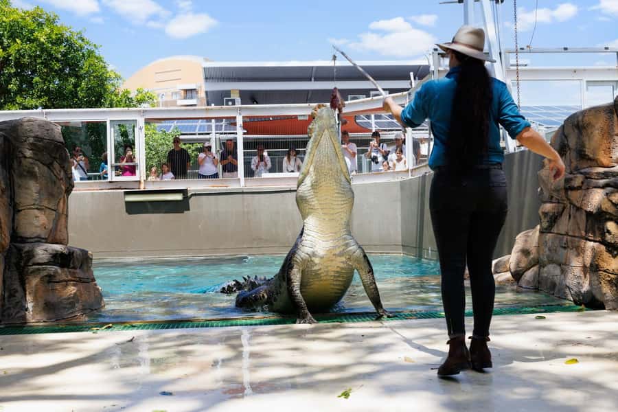 Darwin: Crocosaurus Cove Entry & Hop-on-Hop-Off Bus Tour - Should you book the Croc Explorer pass?