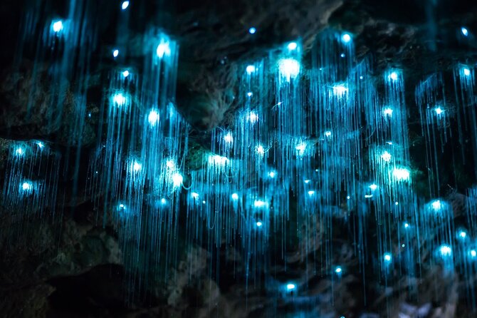 Daytime Scenic Rim Glow Worm Tour + Hop on Hop off Bus - Key highlights at a glance