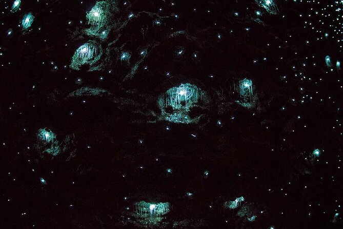 Daytime Scenic Rim Glow Worm Tour + Hop on Hop off Bus - Glow Worm Caves: what makes this cave special (and why it works)