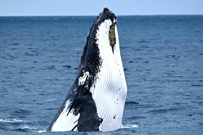 Discover Rottnest with Ferry & Bus Tour - Lunch option: when it’s worth it and when it isn’t