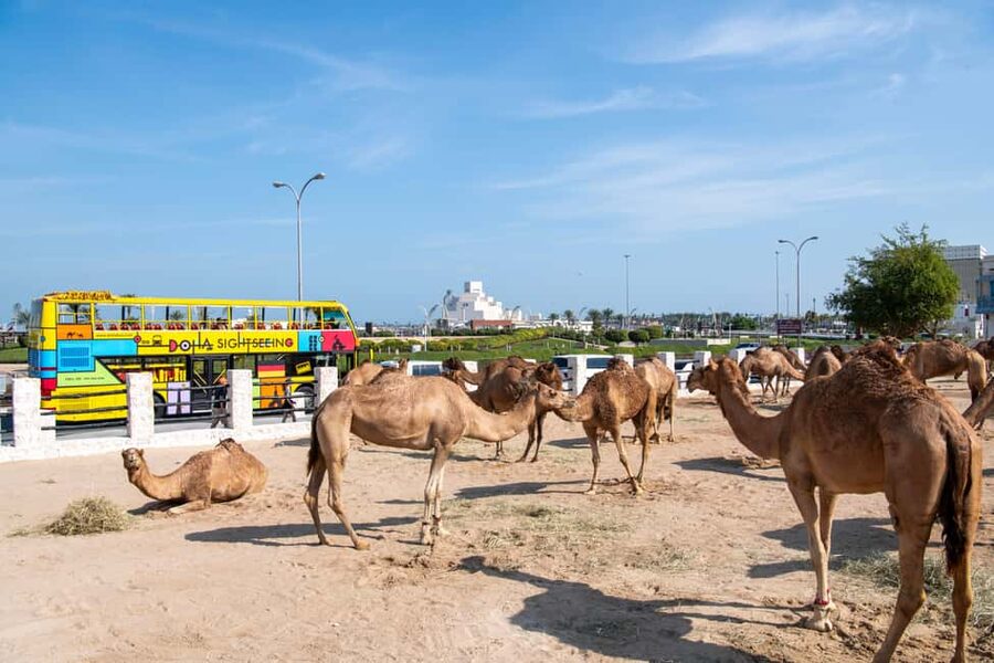Doha: 24-Hour Hop-On Hop-Off Bus Ticket with Audio Guide - Key things to know before you ride
