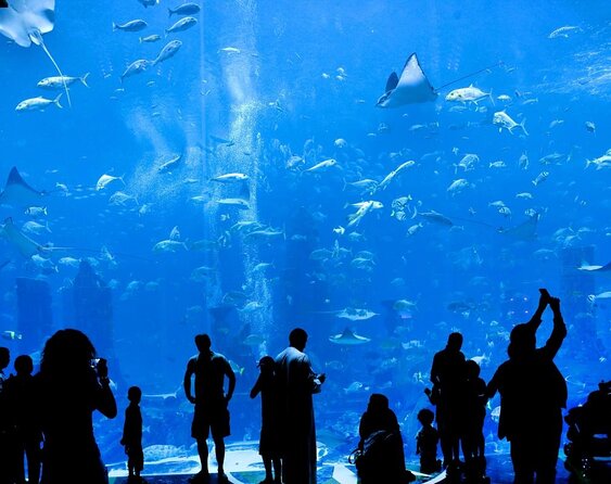 Dubai HOHO Bus Tour, Dhow Cruise & Lost Chambers Aquarium Options - Key Highlights Worth Planning Around