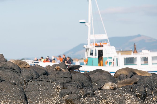 Dunedin City to Sea Wildlife Cruise + Peninsula Bus Tour - Key things I’d plan for on this Dunedin wildlife tour