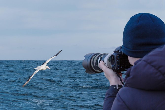 Dunedin City to Sea Wildlife Cruise + Peninsula Bus Tour - Dunedin to Sea: why this tour feels like real wildlife time