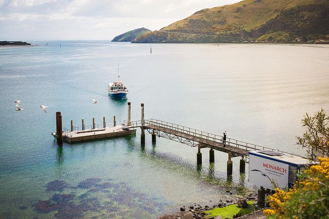 Dunedin City to Sea Wildlife Cruise + Peninsula Bus Tour - Otago Peninsula by bus (seasonal): commentary that makes the drive worth it