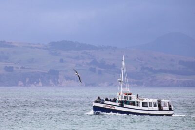 Dunedin City to Sea Wildlife Cruise + Peninsula Bus Tour - Taiaroa Head: lighthouse views and Royal Albatross at the world’s only mainland colony