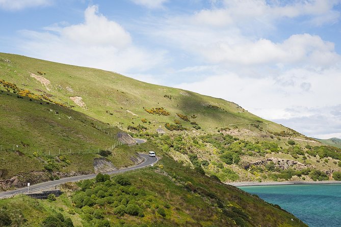 Dunedin City to Sea Wildlife Cruise + Peninsula Bus Tour - Wildlife sightings: what you might see and how to spot it better
