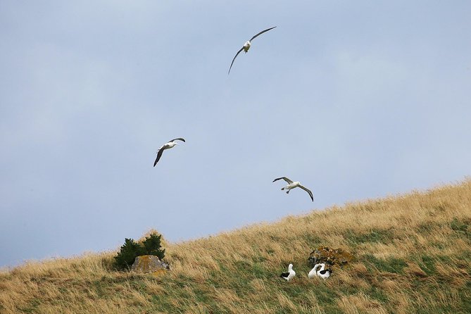 Dunedin City to Sea Wildlife Cruise + Peninsula Bus Tour - The ride back to Dunedin: relaxing views, and why some people want more