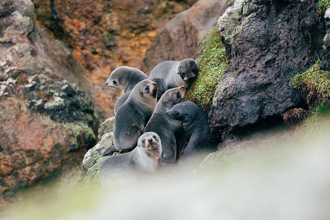 Dunedin City to Sea Wildlife Cruise + Peninsula Bus Tour - Price and value: what $74.47 buys you (and what you still need)
