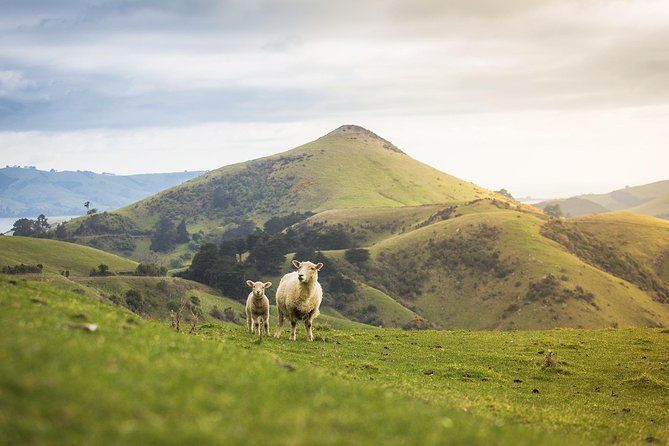 Dunedin City to Sea Wildlife Cruise + Peninsula Bus Tour - Who this tour suits best