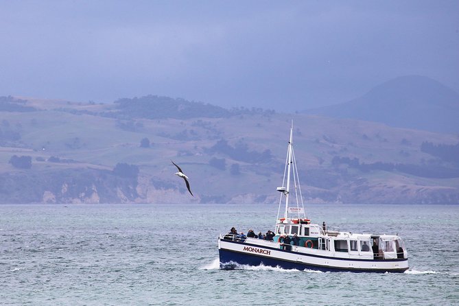 Dunedin City to Sea Wildlife Cruise + Peninsula Bus Tour - Taiaroa Head: lighthouse views and Royal Albatross at the world’s only mainland colony