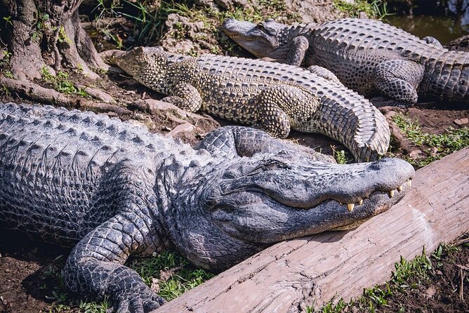 Everglades, Boat Cruise & Open-Top Bus Tour From Miami - Big Bus open-top panoramic ride: what to expect (and what not to expect)