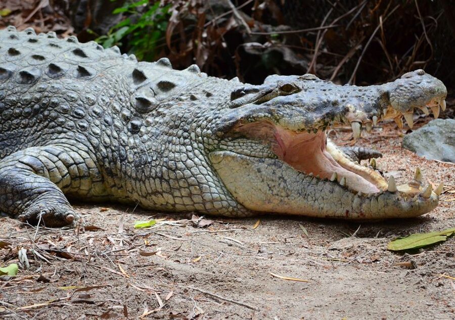 From Cairns: Daintree Wilderness & Cape Tribulation Bus Tour - The guided rainforest walk: what to notice on the Daintree