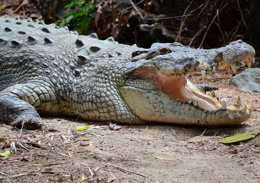 From Cairns: Daintree Wilderness & Cape Tribulation Bus Tour - Food breaks that keep the day from falling apart