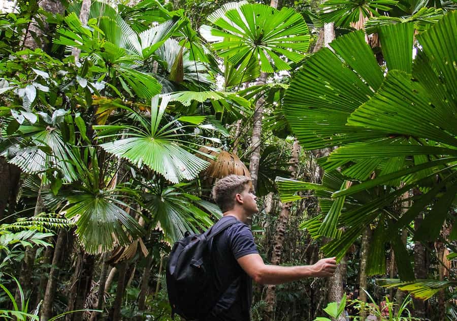 From Cairns: Daintree Wilderness & Cape Tribulation Bus Tour - Who should book this tour (and who should skip it)