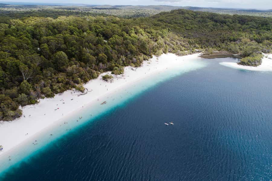 From Hervey Bay: K'gari, Fraser Island Full-Day Coach Tour - Central Station and Wanggoolba Creek: the forest walk you’ll remember