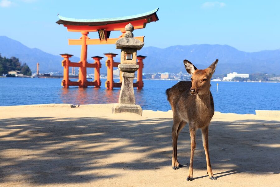 From Hiroshima: Hiroshima & Miyajima 1 Day Tour with Lunch - Should you book the Hiroshima & Miyajima 1 Day Tour with Lunch?