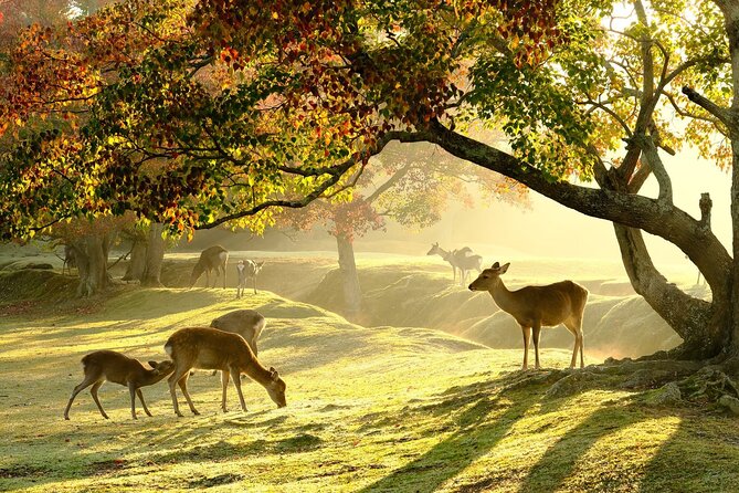 From Kyoto: Nara History Guided Half Day Bus Tour with lunch - Key things that make this Nara tour tick