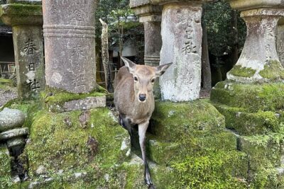 From Kyoto: Nara History Guided Half Day Bus Tour with Lunch - Kasuga Taisha in 45 Minutes: Shrine Atmosphere Without the Extra Detours