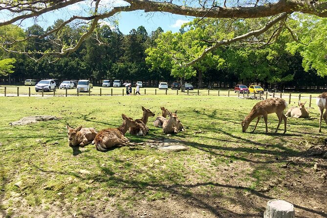 From Kyoto: Nara History Guided Half Day Bus Tour with lunch - Nara Park deer time: fun energy, plus crowd math