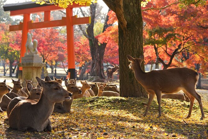 From Kyoto: Nara History Guided Half Day Bus Tour with lunch - Lunch included: Japanese-style meal plus a souvenir add-on