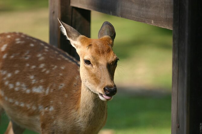 From Kyoto: Nara History Guided Half Day Bus Tour with lunch - Shopping time after lunch: small mementos, low stress