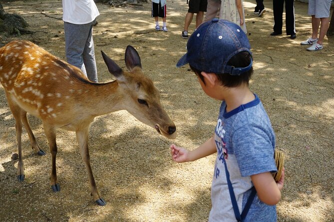 From Kyoto: Nara History Guided Half Day Bus Tour with lunch - English-only guide: why the human factor matters here