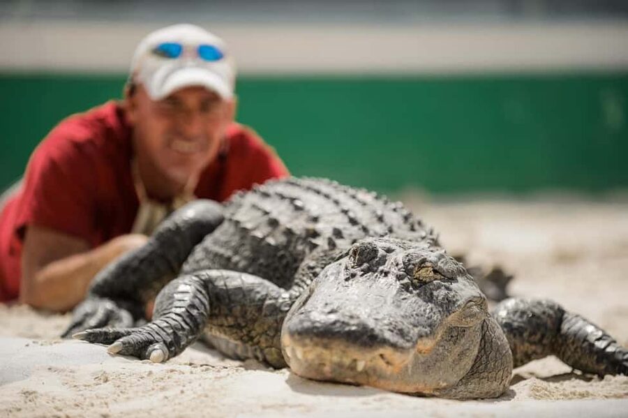 From Miami: Everglades, Wildlife Show, & Hop-on Hop-off Tour - The wildlife show: Seminole animal handling and an up-close lesson