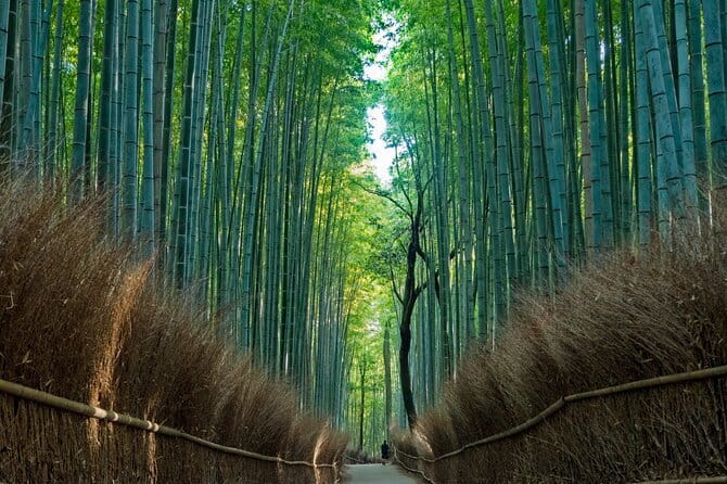 From Osaka or Kyoto: Kyoto and Nara 1-Day Bus Tour - Price and What You’re Actually Paying For
