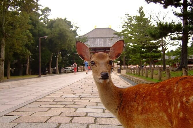 From Osaka or Kyoto: Kyoto and Nara 1-Day Bus Tour - Guides and How the Day Feels: When Narration Works, You Win