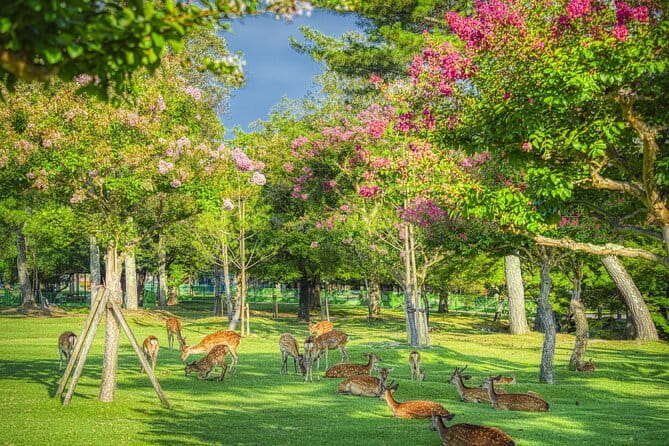 From Osaka or Kyoto: Kyoto and Nara 1-Day Bus Tour - Getting Picked Up: Meeting Points, Pacing, and the “Be There” Rule