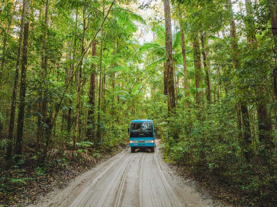From Rainbow Beach: K'gari Fraser Island Full-Day Coach Tour - 75 Mile Beach Driving and Wildlife Chances